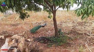 Pavão Indiano com a calda aberta - Velho Chico