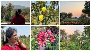 11 March 2025 Visiting friend’s garden,kanakpura! Nursery visit! Plant shopping 