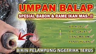 TERLALU BAHAYA !! UMPAN IKAN MAS INI BIKIN BABON & RAME RAKUS, Umpan ikan mas paling jitu 