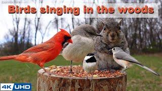 4 HOURS of Birds Singing in the Woods, 4K Cat TV, Bird Video, Relaxing Sound, Awesome World 025