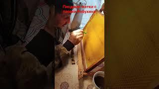 Плодные матки Бакфаст с пасеки Рябухина