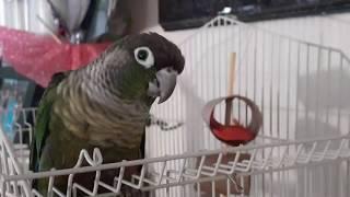 Parrot Enrichment