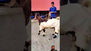 R.K GOAT FARM se bakra liyehumne #bakraeid #bakraeid2025 #babyanimal #remix #goat#bakri #goatfarming