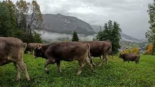  COW VIDEO - Cow TV Ep 3 - A herd of brown cattle is grazing in the rain - COW VIDEO