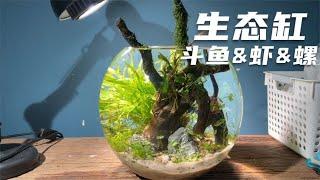 无过滤生态缸造景，斗鱼，虾和螺和谐相处，太美了