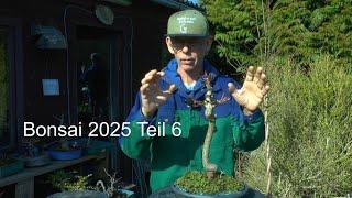 Bonsai 2025 Teil 6 Kastanie als Bonsai umtopfen und was möglich ist