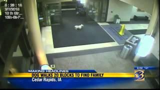 Dog walks 20 blocks to find owner in hospital