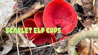 Late Winter Early Spring Wild Edible Mushrooms in Ontario  Scarlet Red Caps | FullHappuBelly