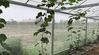 TUOHUA Greenhouse Insect Net