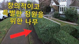 창의적이고 예술적인 정원에 딱 좋은 회양목 (Boxwood) 기르는 방법.