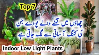 Best Indoor low light  Plants/Shade loving Indoor plants/Permanent indoor plants/Top 7 indoor plants