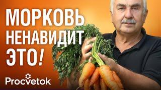5 НЕЛЬЗЯ ПРИ ВЫРАЩИВАНИИ МОРКОВИ! Вот почему морковь растёт кривой, мелкой и червивой
