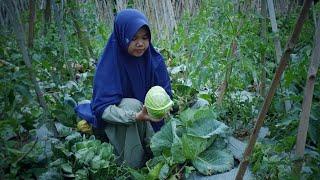 Harvesting Cabbage in the Garden | Eat Sundanese salad (Karedok) | Village Life Vlog