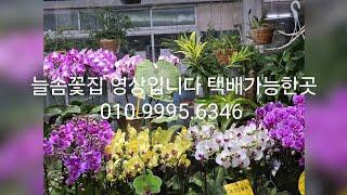 늘솜꽃집 영상입니다 택배가능한곳 010.9995.6346  예뿐아이들 구경 하세요