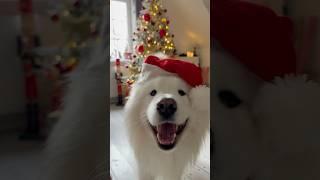 Merry Christmas from my dog  #christmas #dog #samoyed #headbands