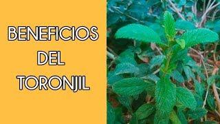 Toronjil | beneficios y preparación | un té con Daniela