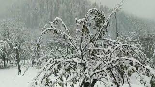 Jammu-Kashmir: Hilly areas receive snowfall, rain lashes plains