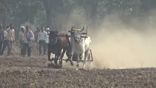 This bull couple created panic | Pat Pratiyogita | Cow Video