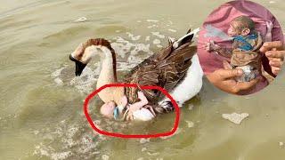 OH N0... Geese Bring Tny NB Lolo InTo Mud, Mom Hrd Walk In Mud To Take Him Back