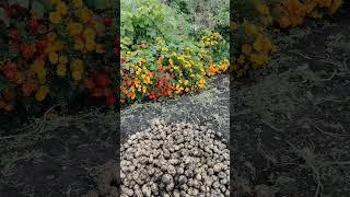 Супер урожайный огород в деревне