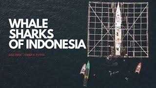 WHALE SHARKS OF INDONESIA - With SeaTrek on board the Ombak Putih.