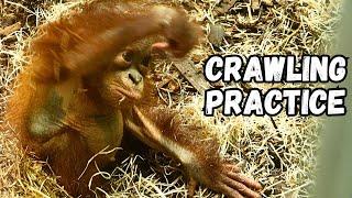 Orangutan Mom Encourages Baby To Crawl To Her