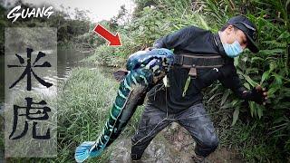 Super fierce! Taiwan deep mountain fishing... catch 100 cm Snakefish!