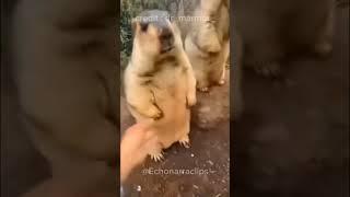 "Hey, don't touch my fat bruh!" #funnyanimals #marmot #shorts #cutepets #funnyshorts #animalvideos