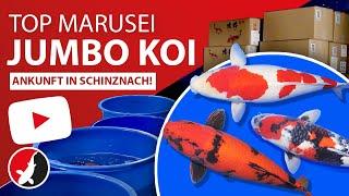 Top Marusei Jumbo Koi in Schinznach eingetroffen!