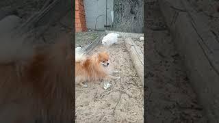 Прикольное видео. !! Фунтик и Эмма.. Сошла с ума.. от счастья..