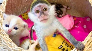 Cute and funny baby monkey Susie and kittens - Compilation