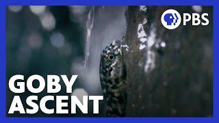 Islands of Wonder | The Gobies’ Ascent to Safety | Episode 3 | Hawaii | PBS