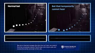 Bats employ instant compensation strategy when they can't hear, study shows