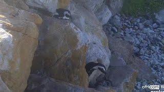 Penny the penguin vs Counterfeit (zoom replay + full video) SP (Africam.com, explore.org)