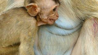 CRYING HUNGRY BRADEN BABY MONKEY MOTHER NO WANT MILK | NEWS BABY MONKEY