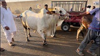 Last day update l qurbani 2024 I lahore cattle Mandi