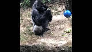 Funny gorilla 