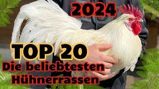 Top 20 Die beliebtesten Hühnerrassen 2024  - Wyandotte, Marans, Serama, Orpingtons, Araucana Huhn