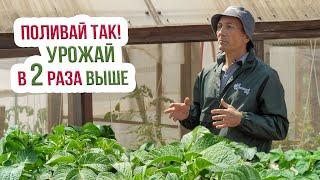 Как поливать картофель: чем, когда, сколько и как правильно? Полив картофеля на огороде