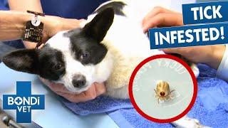 Extracting Deadliest Ticks  | Best Of Bondi Vet