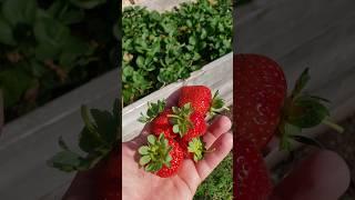 Everbearing Strawberries Fan