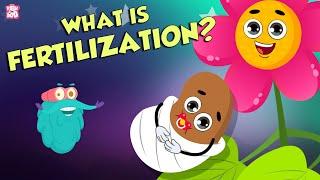 Formation Of Seed | What Is FERTILIZATION? | The Dr Binocs Show | Peekaboo Kidz