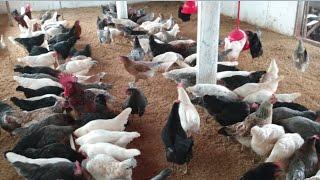  Rural Caipira: Ninhos das galinhas, limpeza na criação e troca de comedouros