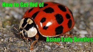 How to Get Rid of Asian Lady Beetles