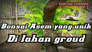 Bonsai Asam Jawa dengan liukan langka dan unik