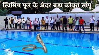 स्विमिंग पूल के अंदर कोबरा सांप, पहली बार ऐसा अजब का रेस्क्यू ऑपरेशन Rescue big cobra snake