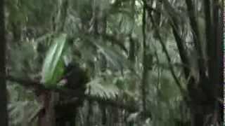 Uncontacted tribe, Mato Grosso, Brazil 2013