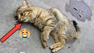 Poor cat crying for help ||  cat in very bad condition only his eyes are moving