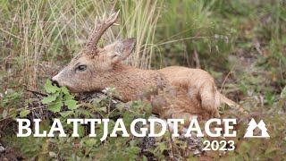 Blattjagdtage 2023 powered by JAGD & HUND| Blattjagd auf den Rehbock | unsere Jagd