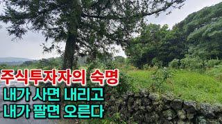 테슬라 에코프로 초전도체? 하루에 수십번 거래하고 있어봤자 돈 못벌어요 다 망합니다